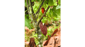 biodiversity cocoa crops sustainability