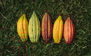 circular economy cacao