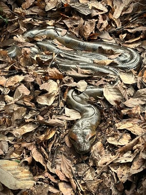 Nature and Biodiversity