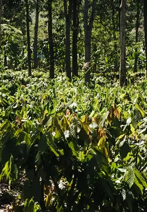 Our commitment to no deforestation