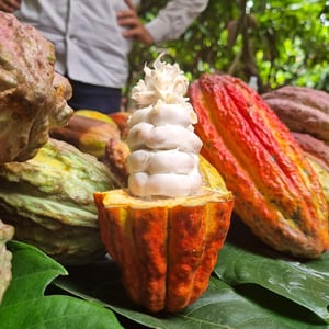 Productos de chocolate orgánicos