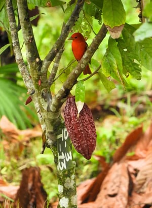 biodiversity cocoa crops sustainability